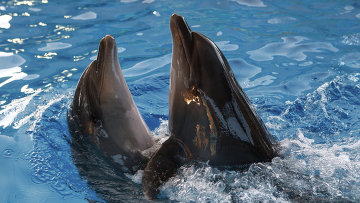 Родившегося в Бельгии дельфина назвали в честь Ориджи, забившего сборной России