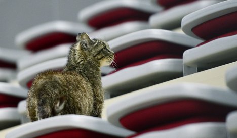 Новый талисман хоккейного клуба "Адмирал" кошка Матроскина (известная как кот-гурман из аэропорта Владивостока)